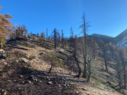 Made it to the ridge above High Camp. This side of the ridge is entirely charred from the Apple fire, but fortunately the Vivian Creek side was spared.