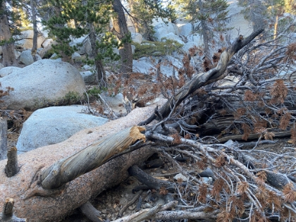 The first couple of miles up Marion Mtn are tough. I was dragging. My initial goal was just to make it up to the flatter section on the PCT and then see how I was feeling. Then I figured I might as well try to get to Little Round Valley. Then I hit this tree across the trail and it was mentally about all I could handle. I knew the next 1-2 miles above the valley were steep. I was running out of gas and had some kind of weird chest tightness going on. Heart attack? Covid? I was getting delirious. I had already broken my personal record for elevation gain in a day, and I had already gone farther and higher than the traditional 3 Peak Challenge using the tram. I tried hard to justify turning around and calling it a day. But I knew I would likely never be this close again. So I begrudgingly pushed on.