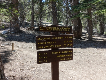 Lots of trails merging in this area. The South Ridge trail is now merged with the Devil's Slide trail from Humber Park.