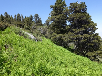 Wellman's Cienga. Still one of my favorite spots in all of SoCal. The ferns aren't nearly as big as when I was here in a wet year, but at least they're still vibrant green.