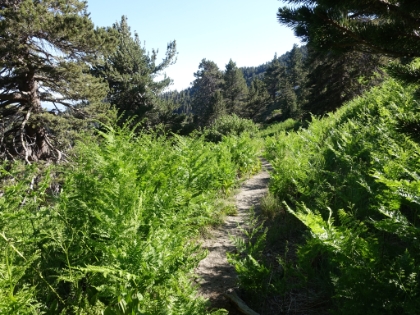 Heading back down now through Wellman's Cienga. I love ferns.