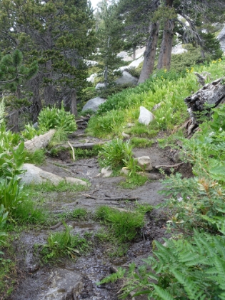 Muddy, wet, and green trail. Great to see!