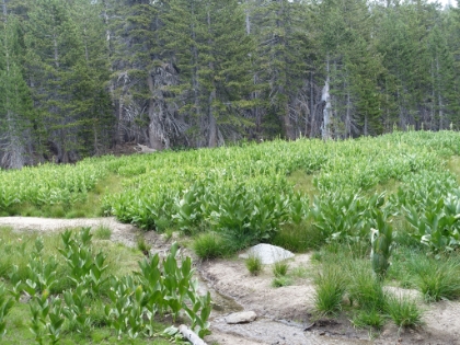 And still lots of green.