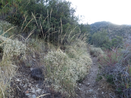 The trail was awesome, tight, singletrack the whole way. But never hard to follow, which was a relief because Momyer is known to get very overgrown and tough to navigate. But the limited trail options due to the fire closure have meant more traffic on Momyer.