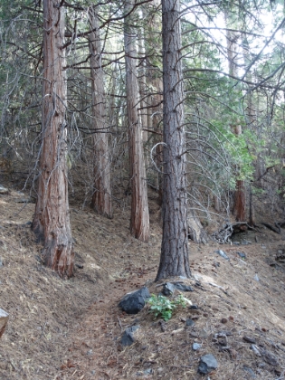 The chapparral gives way to pine forests around 7,000' and there is good shade almost the entire rest of the way up to the tree line.