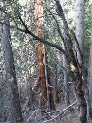 An occasional Sequoia mixed-in amongst the pines.