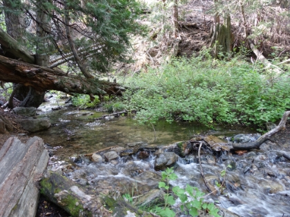 Alger Creek is gorgeous and still flowing well.