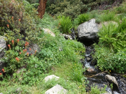Every little creek was surrounded by a lush area of green as well as some wildflower color.