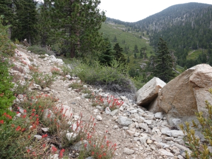More color along the trail.