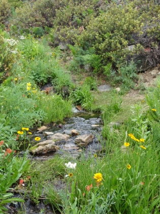 Not a bad assortment of flowers for mid-July in SoCal!