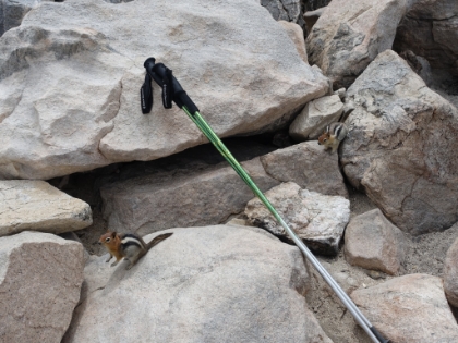 The chipmunks were out in force and seemed fascinated by my poles.