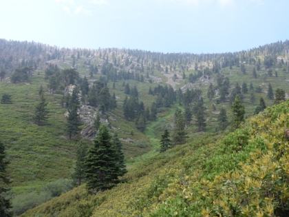I love the bright green stripe of foliage where the creek is flowing.