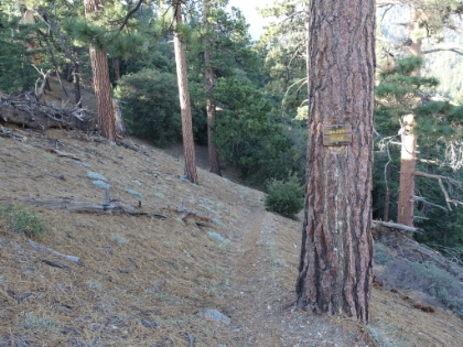 I had skipped the offshoot to Dobbs Creek camp on the way up. But a guy I talked to on the trail said it was really nice. I was doing OK on time, so I decided to give it a try. It added about 1 mile and almost 700' of gain to the day, but it was a nice side trip.