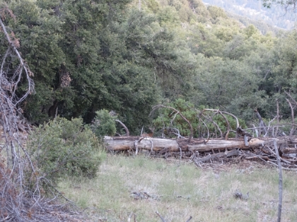 A deer sighting, my first for the week. I would see another one a little while later.