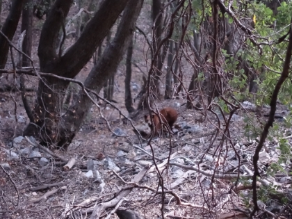 I saw what I thought was another deer poke its head out from behind a tree. But then I realized it was a bear! We stared at each other for a while in a standoff. As soon as I backed-up a few steps, it started to mosey on along.