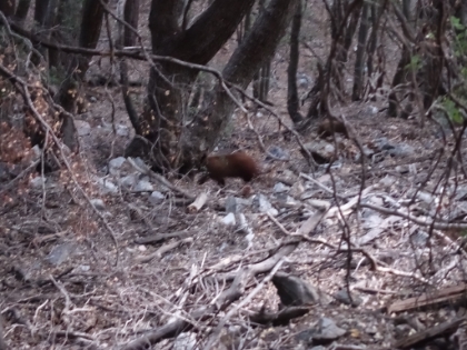 I was never alarmed at all except when I saw it had a cub following along behind it. Blurry here because of the dim light in the woods. I decided not to press my luck, and moved on. Figures that I end-up seeing a bear after someone on the summit asked me if I ever saw bears around here, and I said "Nah".