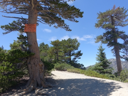 Made it back to the ski boundary. It would end up adding 2 miles and 700' gain to the total trip, but well worth it for all the fun of the Backbone Trail with none of the boring fireroad.