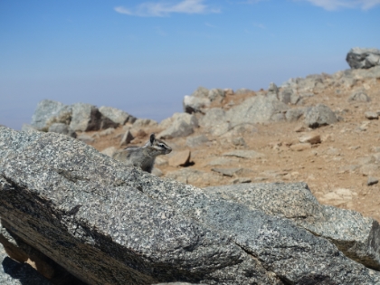 Chipmunks again today. And brave ones at that.