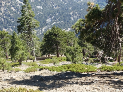A deer sighting on the way down. Probably the first I've ever seen on this side of Baldy. It's usually pretty barren here.