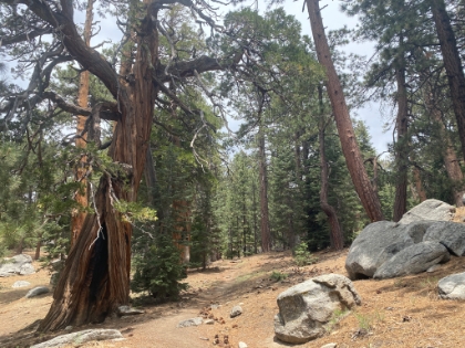 An unusual summer morning rain stopped just as I hit the trail. Hiking conditions were perfect all the way to the top.