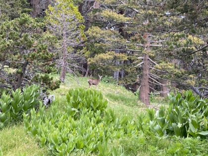 A deer in Strawberry Cienaga.