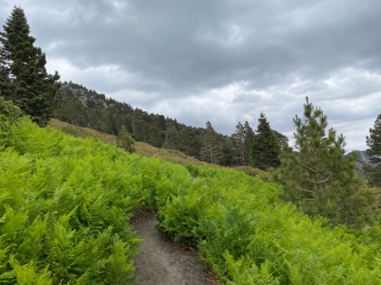 Coming up to Wellman's Cienaga.