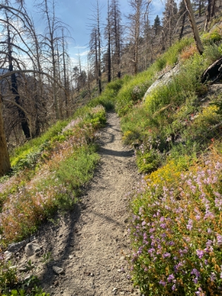 There's still quite a few wildflowers out.
