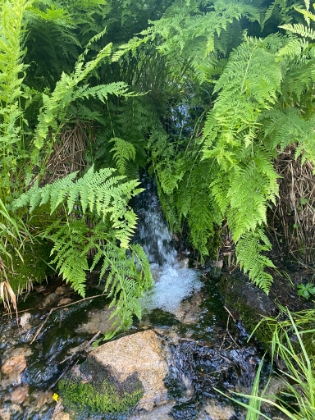 There's still a little bit of water flow in the South Fork of the Santa Ana river.