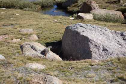 There were tons of marmots up at the lakes. As well as these guys that looked like some sort of cross between a marmot and a squirrel.