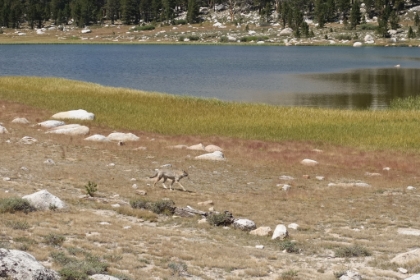 As we were taking a snack break, we heard what we thought was either a crazy dog or a coyote. Sure enough, out trotted a coyote not far from us. Another first for Aidan. I had heard a whole pack of them howling up on the ridge above our tent last night.