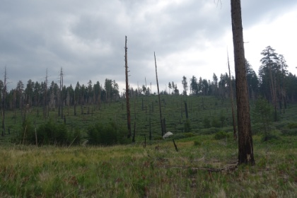 Areas have clearly been wiped out by recent fires. Though still green and re-growing, the forest is very thin. This is not far from the massive Rim fire that ravaged Yosemite in 2013. There was another fairly large fire (El Portal fire) burning near here just days before we arrived. Fortunately, it had been mostly contained, and there was minimal evidence of smoke, by the time we started.