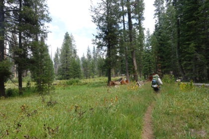 Dad powering through the meadows. We're starting to get into some nice patches of wildflowers.