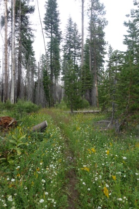 Perfectly overgrown singletrack winding through the flowers. The underbrush has definitely been thinned out by fires though.