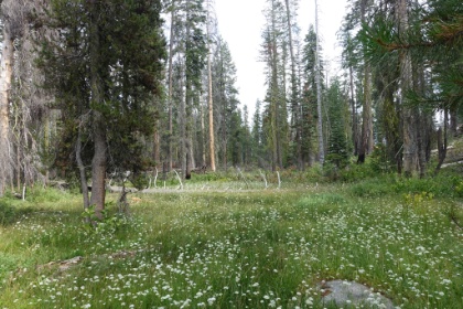 More nice fields of flowers, but I am really hoping all four days won't be through similarly fire-affected forest.