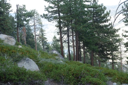 A peekaboo view of Lake Vernon. It's a popular destination for backpackers doing a 1 night trip. There was some brief discussion about taking that shorter loop to be safe. But we sure are glad we didn't! Now it's time to find a spot to setup camp for the night.