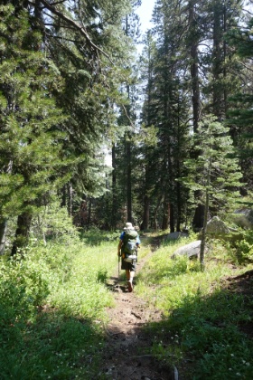 It's a beautiful morning and we're starting to get into some denser forest that hasn't been affected by fires.