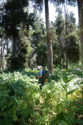 Forest of ferns. The trail is almost invisible winding through chest high ferns. Amazing for such a dry year.