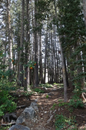 Great singletrack winding through the forest with bushes of some sort of orange berries.