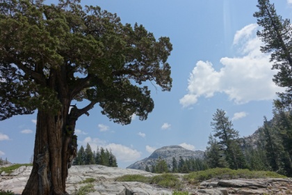 Cool looking random tree.