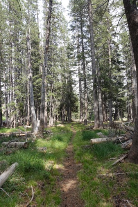 More beautiful singletrack.