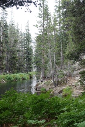 Falls Creek winding through the forest.