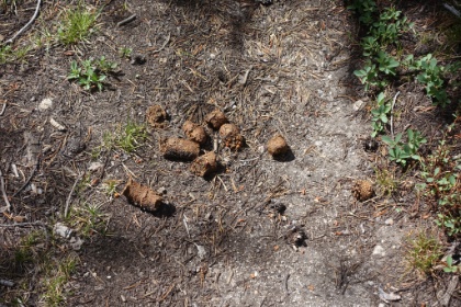 Fresh bear scat complete with orange berries from the bushes we've been seeing. We saw evidence of bears all day but never did actually see a bear.