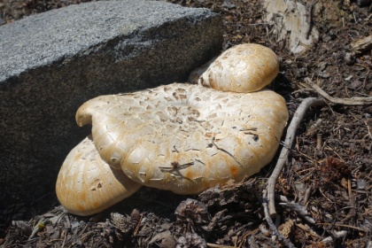 The largest mushroom I have ever seen. About the size of a frisbee!