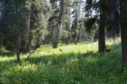 Barely discernible trail. Forget single track, this is maybe quarter track.