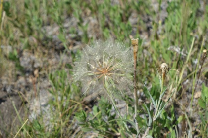 Probably the biggest, and most perfectly formed, dandelion I have ever seen.