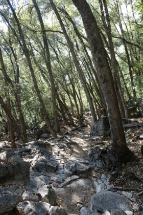 Some great singletrack through this area.