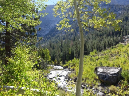 Morning sun on Woods Creek cutting through the forest.