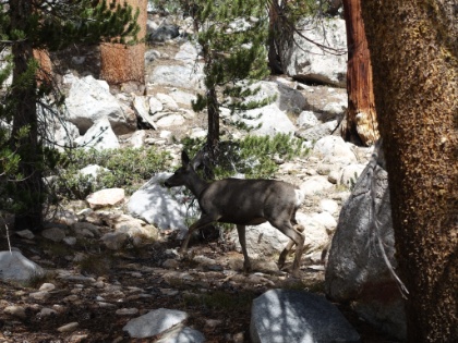 We hadn't seen much wildlife at the higher elevations, but now we came across a deer standing right in the trail.