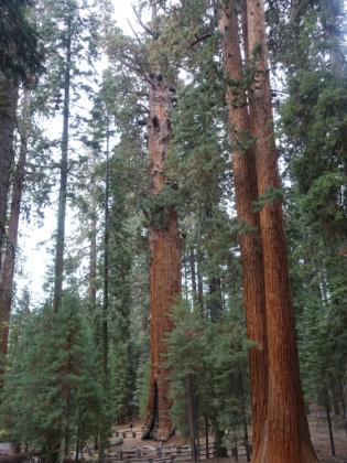 The path starts about 2/3 of the way up the height of the tree. Then you take a long, fairly steep, trail all the way down to the base. General Sherman is the largest tree, and largest living thing, on Earth. At 275' tall, and 25' in diameter, this tree is massive!