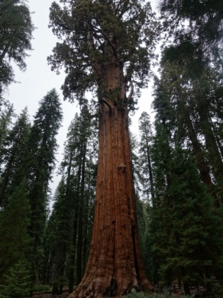 At the base looking up the General Sherman tree.
